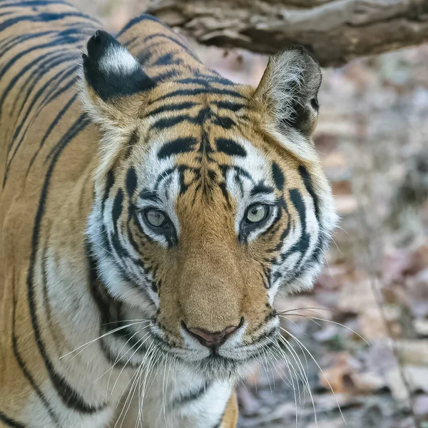 Una Tigre Che Cammina Nella Foresta India Madhya Pradesh — Foto Stock