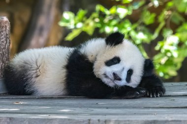 Dev bir panda, sevimli bir panda oynuyor, komik bir hayvan.