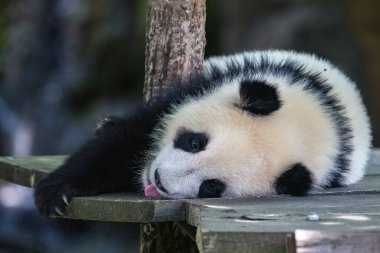 Dev bir panda, sevimli bir panda oynuyor, komik bir hayvan.