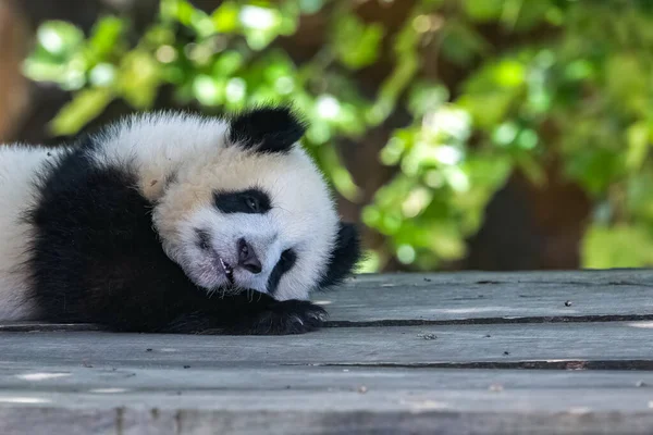 Dev Bir Panda Sevimli Bir Panda Oynuyor Komik Bir Hayvan — Stok fotoğraf