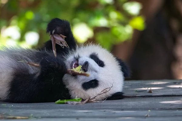 A giant panda, a cute baby panda eating bamboo, funny animal