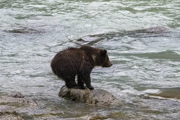 Młoda Grizzly Stojąca Skale Rzece Alasce — Zdjęcie stockowe