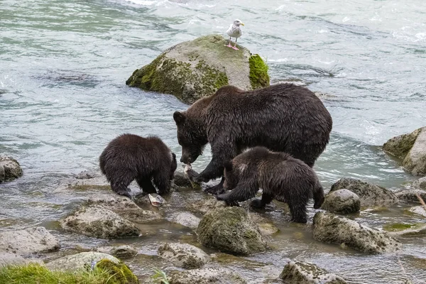 Grizzlys Pescando Salmón Río Alaska Antes Del Invierno Madre Con —  Fotos de Stock