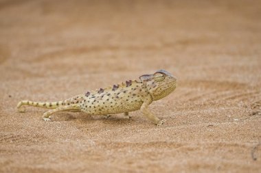 Namaqua Bukalemunu, Chamaeleo namaquensis, Namib Çölü 'nde kumların üzerinde duruyor.