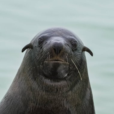 Pelerin kürkü fok, Arctocephalus pusillus, Namibya portresi.