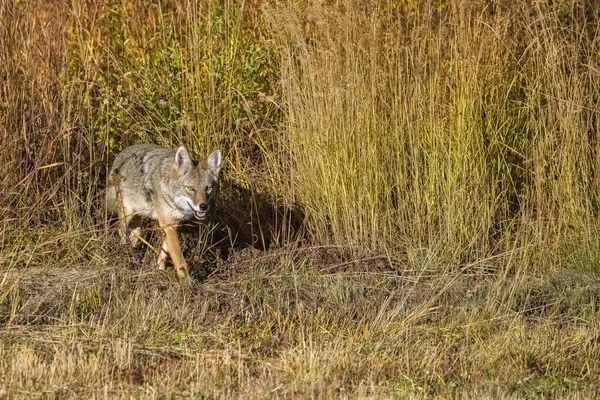 Kojot Kráčející Tundře Yukonu Krásné Divoké Zvíře — Stock fotografie