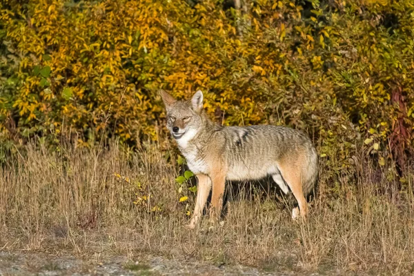 Coyote Che Cammina Nella Tundra Nello Yukon Bellissimo Animale Selvatico — Foto Stock