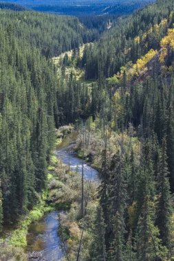 Kanada, Yukon, ormandaki bir dağ nehri manzarası, vahşi bir ülkede güzel bir manzara.