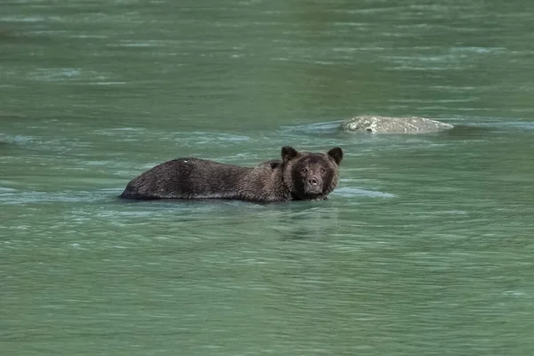 Grande Urso Pardo Nadando Rio Alasca Outono — Fotografia de Stock