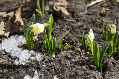Bahar kardelen çiçeği karla orman