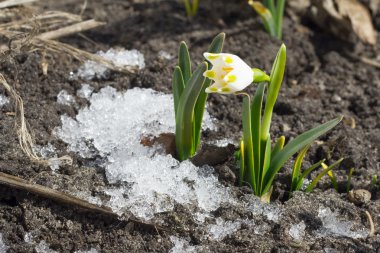 Bahar kardelen çiçeği karla orman