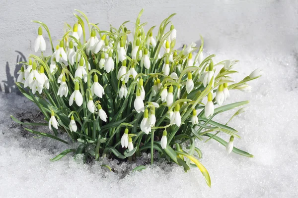 Spring snowdrop flowers with snow in the forest — Stock Photo, Image