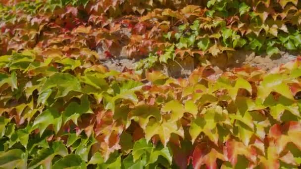 Sarmaşık yemyeşil ve sarı sonbahar yaprakları büyür duvarda — Stok video