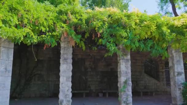 Πλούσια πράσινα φυτά αναπτύσσονται στην κορυφή του αρχαίου ερειπωμένου κτιρίου — Αρχείο Βίντεο