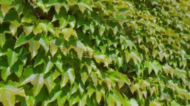 Parlak yeşil dağcı güneş ışığı altında yaprakları yakın çekim yapar.