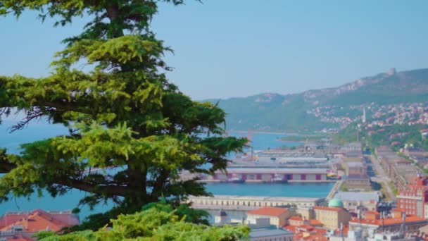 Indrukwekkend uitzicht op oude stad en zee achter groene dennenboom — Stockvideo