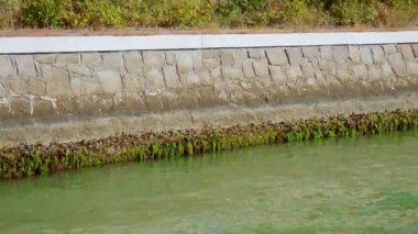 Kanal taşı sınırı, kirlenmiş suyun yanında alg çiçekleri açıyor.