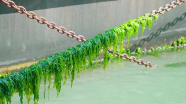 Kedjor täckta med algblomning på venetianska vattenvägar — Stockvideo