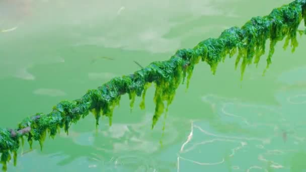 Kedja täckt med gröna alger som blommar ovanför venetianska kanalen — Stockvideo