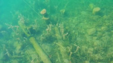 Bled Gölü 'nün dibinde alglerle kaplı tahta kütükler.