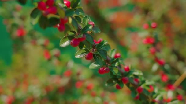 赤い果実を持つ緑豊かな枝の背景マクロ — ストック動画