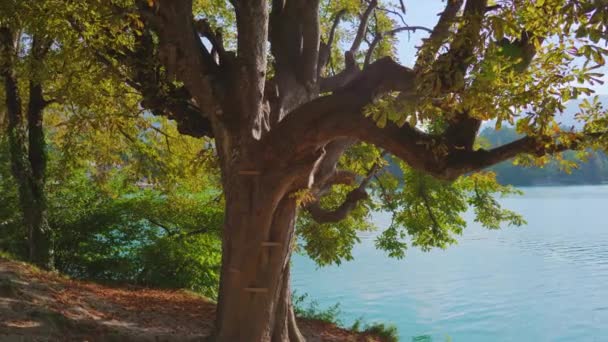 Stora gamla ovanliga spretiga träd växer i parken nära Bled sjön — Stockvideo