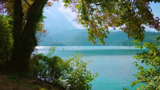 Drzewo z zielonymi liśćmi przeciwko niebieskiemu Bled jezioro i góry — Wideo stockowe
