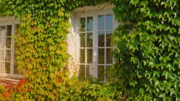 As folhas de alpinista verdes exuberantes à luz solar crescem na velha casa — Vídeo de Stock