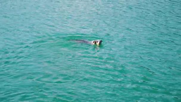 Hund schwimmt mit Ball im blauen Wasser des Bleder Sees — Stockvideo