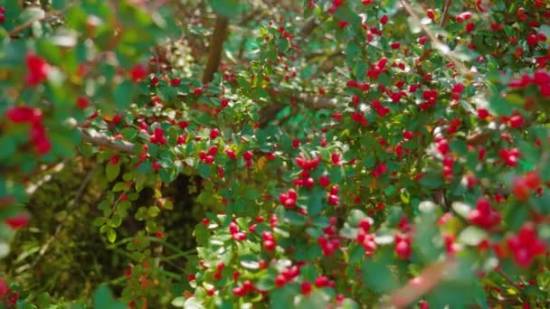 Weelderige struik met takken vol rode bessen en bladeren — Stockvideo