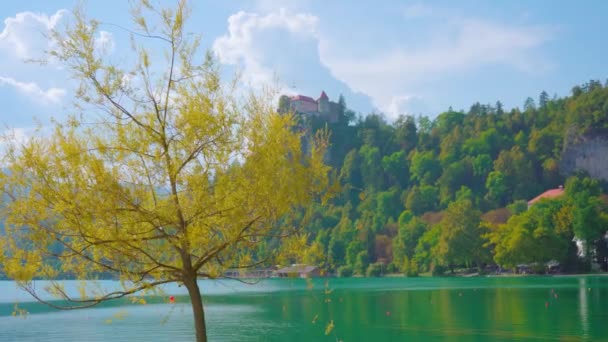 Κίτρινο δέντρο αυξάνεται κατά μπλε Bled λίμνη κοντά σε ψηλό λόφο — Αρχείο Βίντεο