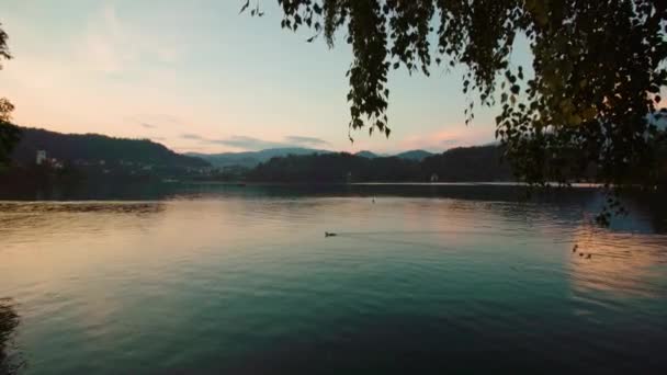 夕暮れ時に青い湖の水の上にぶら下がっている緑豊かな木の枝 — ストック動画