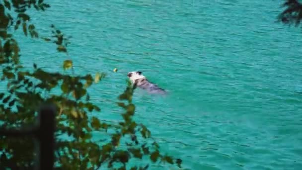 Söt hund simmar för att ta kastad boll ha kul i Bled sjön — Stockvideo