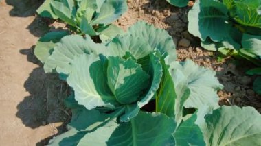 Kapalı lahana fabrikası güneş ışığında büyük tarlada gelişir.