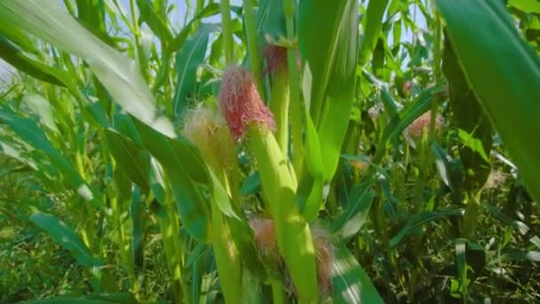 Planta de maíz y mazorca de maduración ondeada por el viento en el campo soleado — Vídeos de Stock