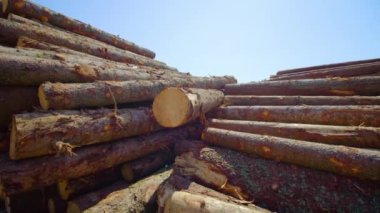 Güneşli bir günde ormandaki kereste fabrikasında devasa çam kütükleri yığılıyor.