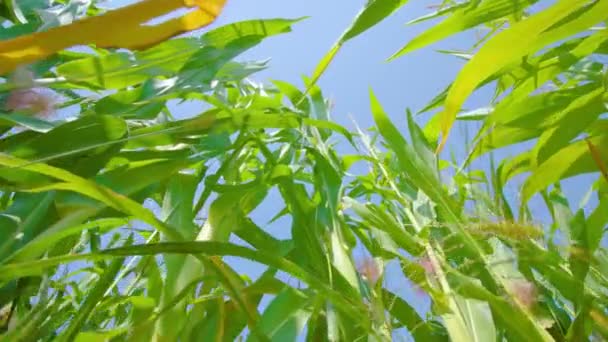 Motion from ground past corn stems to vast high blue sky — Stock Video