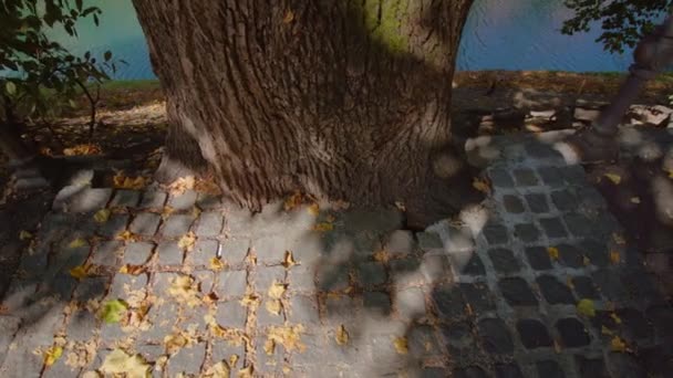 Fondo del tronco de roble con raíces cubiertas de adoquines — Vídeos de Stock