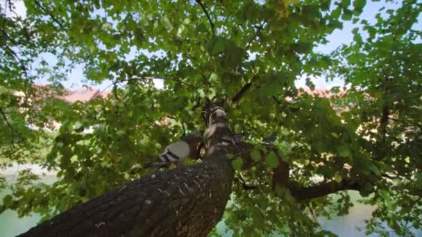 鸟儿跳到橡树树干上，在晴朗的天空下登上树冠 — 图库视频影像