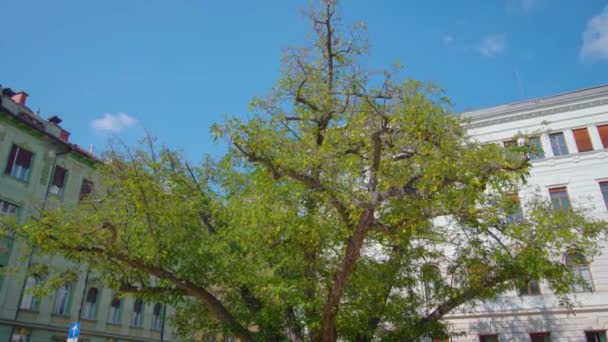 Grote boom met brede kroon staat in de tuin in Ljubljana — Stockvideo