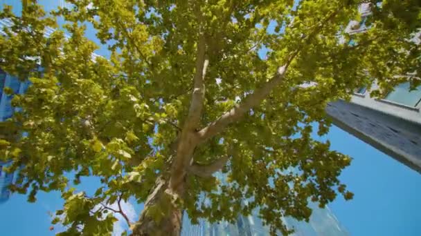 Ampia corona di albero con ufficio sullo sfondo a Lubiana — Video Stock