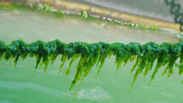 威尼斯水道上方的铁链上挂着绿色的海藻花 — 图库视频影像