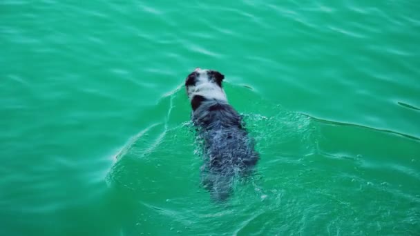 Kleiner Hund schwimmt im blauen Wasser des Bleder Sees — Stockvideo
