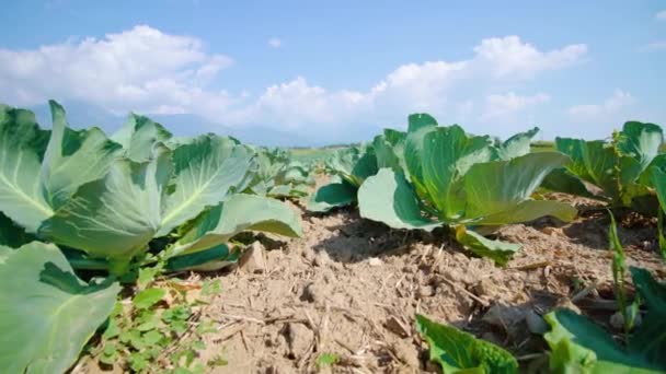 Las plantas de col crecen en el huerto en un buen primer plano del suelo — Vídeos de Stock