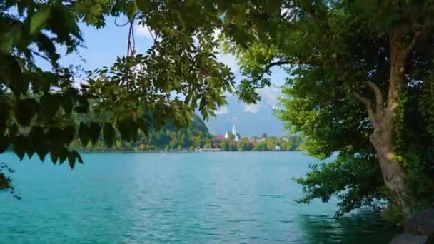 Tree with lush branches near Bled lake against old castle — Stock Video