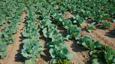 Güneşli bir günde büyüyen lahana tarlaları