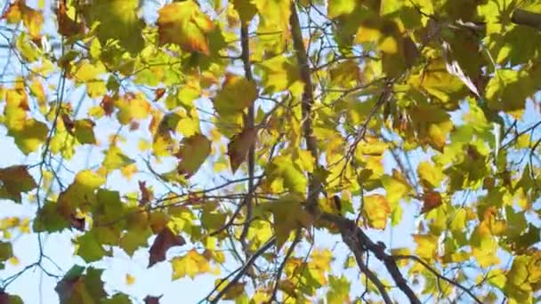 Strålar av solljus gula lönnlöv i Burano — Stockvideo