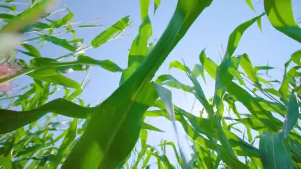 Kukuřičné klasy rostou pod jasnou oblohou a jasným slunečním světlem — Stock video