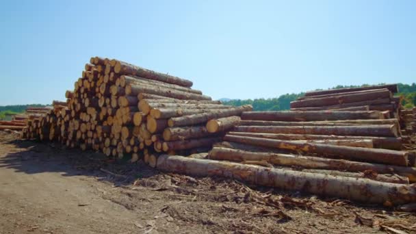 Montones de largos troncos de madera apilados de manera desigual en el aserradero — Vídeo de stock