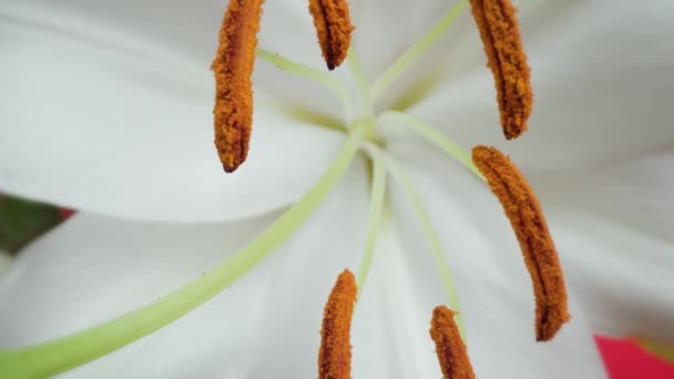 Pollinated pistils and stamens among white lily petals — Stock Video